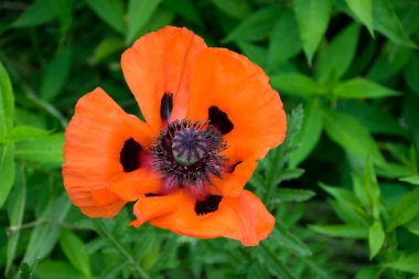 Tek bir parlak kırmızı gelinciğin makro görüntüsü. Mor erkek organı çiçeğin merkezini oluşturur. Kırmızı Poppy yakın plan. Haşhaş çiçeği lekesi, kırmızı bir gelinciğin içi..
