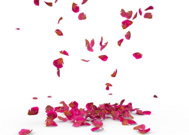 Gül yaprakları yere düşer. İzole arka plan