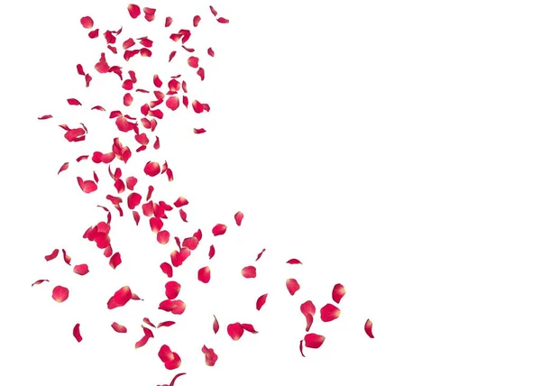 赤いバラの花びらは 距離にまで飛ぶ 白背景の分離 — ストック写真