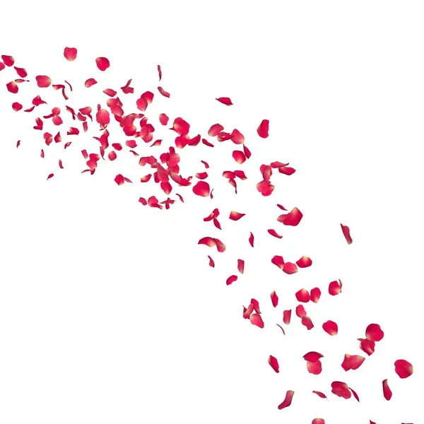 Die Blütenblätter Einer Roten Rose Fliegen Weit Die Ferne Weißer — Stockfoto