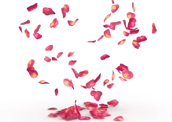 Лепестки Роз Падают Пол Изолированный Фон — стоковое фото