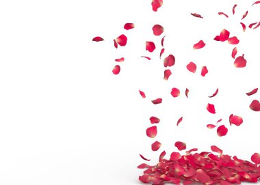 Gül yaprakları yere düşer. İzole arka plan