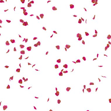 Rose petals fly in the air. White isolated background clipart