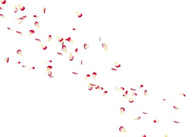 Bir kırmızı gül yaprakları çok mesafe içine sinek. Arka plan beyaz izole.