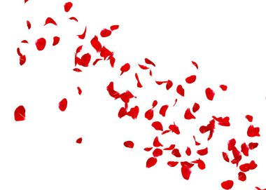 Bir kırmızı gül yaprakları çok mesafe içine sinek. Arka plan beyaz izole.