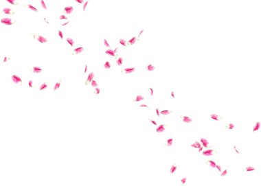 Bir lale yaprakları çok mesafe içine sinek. Arka plan beyaz izole.