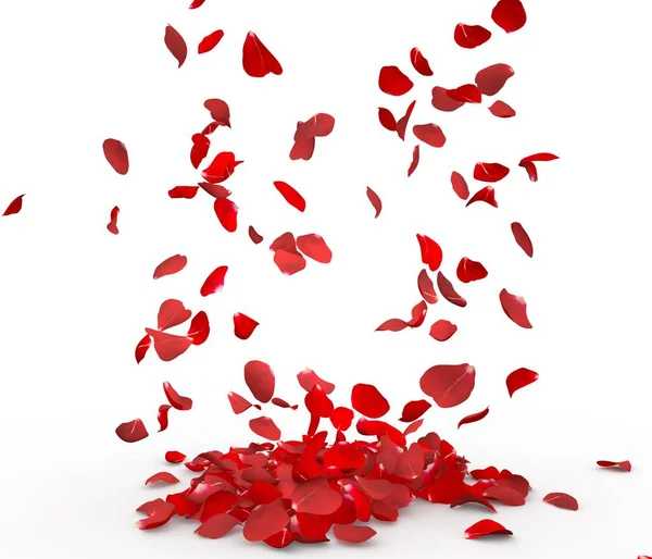 Rose Petals Fall Floor Isolated Background — Stock Photo, Image