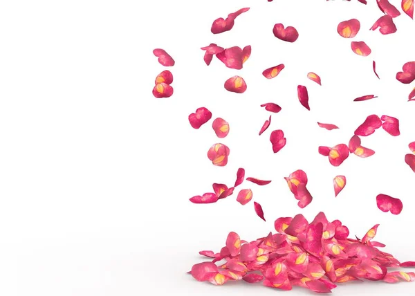 Rose Petals Fall Floor Isolated Background — Stock Photo, Image