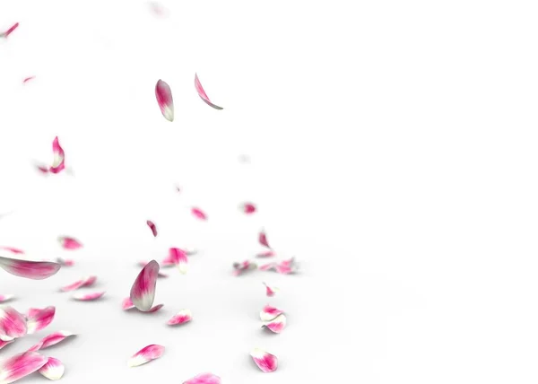 Лепестки Тюльпана Падают Пол Изолированный Фон — стоковое фото