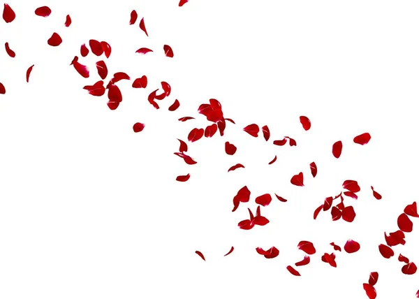 Kelopak Mawar Merah Terbang Jauh Kejauhan Latar Belakang Putih Terisolasi — Stok Foto