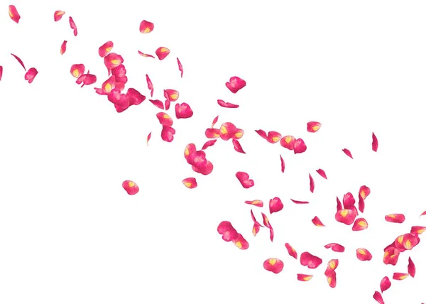 Лепестки Красной Розы Улетают Вдаль Белый Изолированный Фон — стоковое фото