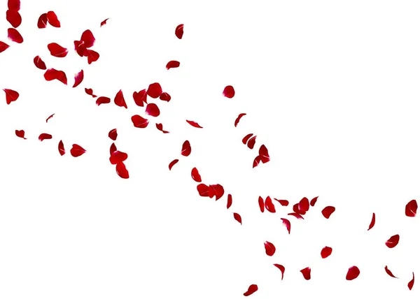 Bloemblaadjes Van Een Rode Roos Vliegen Ver Verte Witte Achtergrond — Stockfoto