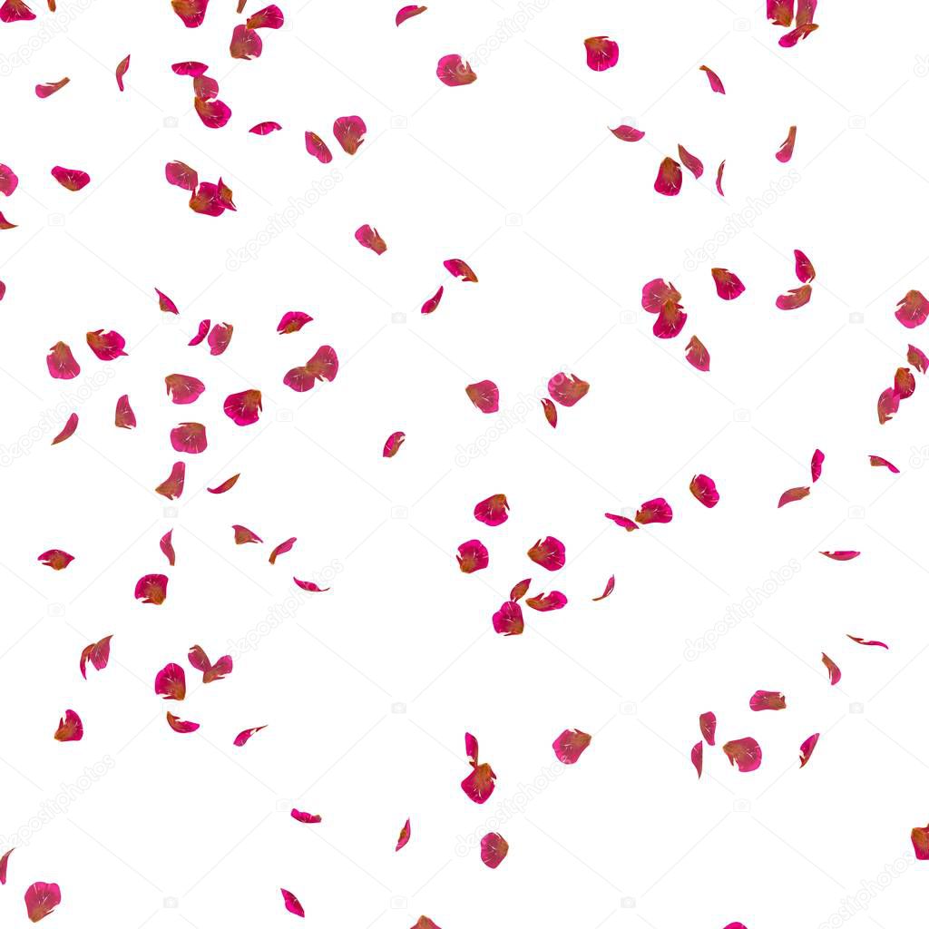 Rose petals fly in the air. White isolated background