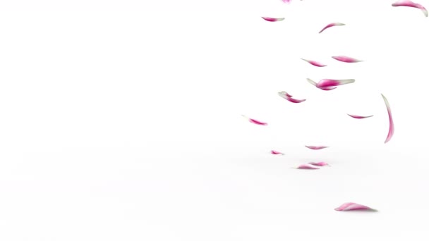 Лепестки Тюльпанов Падают Пол Раздутый Ветром Качество Видео Альфа Канал — стоковое видео