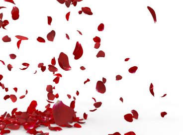 Gül yaprakları yere düşer. İzole arka plan