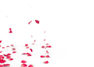 Gül yaprakları yere düşer. İzole arka plan