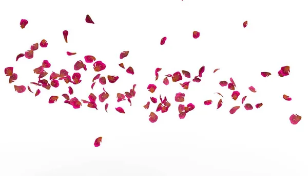Petali Una Rosa Rossa Volano Lontano Bianco Sfondo Isolato — Foto Stock