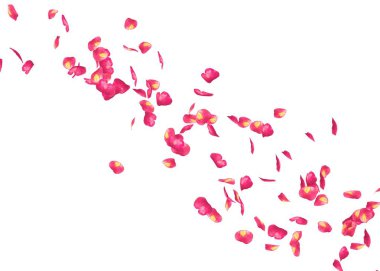 Bir kırmızı gül yaprakları çok mesafe içine sinek. Arka plan beyaz izole.