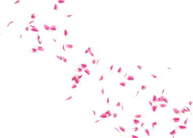 Bir lale yaprakları çok mesafe içine sinek. Arka plan beyaz izole.