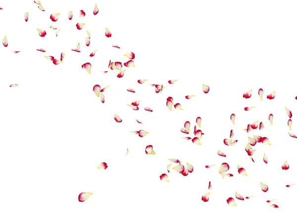 赤いバラの花びらは 距離にまで飛ぶ 白背景の分離 — ストック写真