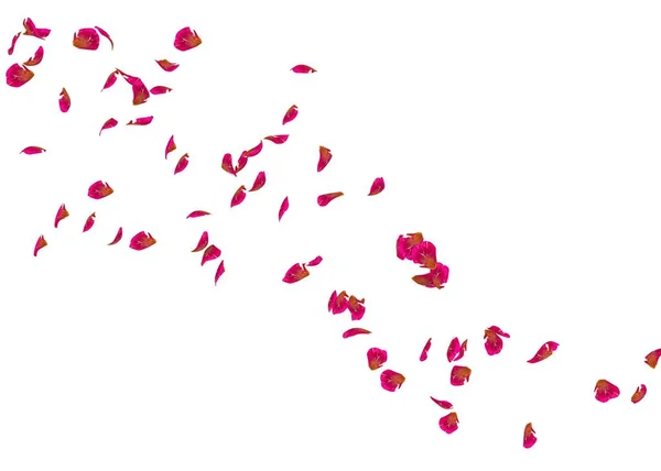 Petali Una Rosa Rossa Volano Lontano Bianco Sfondo Isolato — Foto Stock