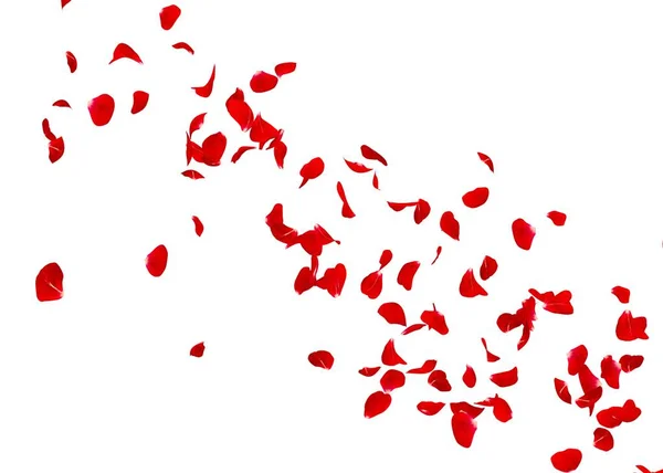 Los Pétalos Una Rosa Roja Vuelan Lejos Distancia Fondo Aislado —  Fotos de Stock