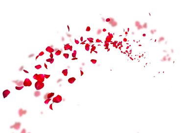 Koyu kırmızı gül yaprakları çok mesafe içine sinek. Beyaz arka plan izole. Gül yaprakları bulanık bir arka plan üzerinde