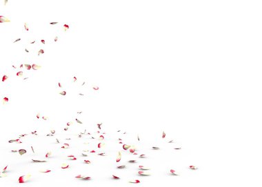 Birçok gül yaprağı yere düşer. Beyaz arka planda yalıtılmış