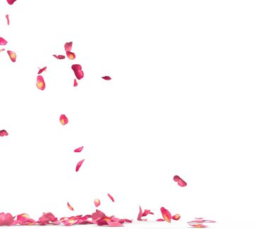 Birçok gül yaprağı yere düşer. Beyaz arka planda yalıtılmış