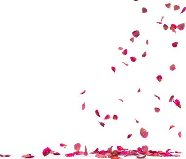 Birçok gül yaprağı yere düşer. Beyaz arka planda yalıtılmış