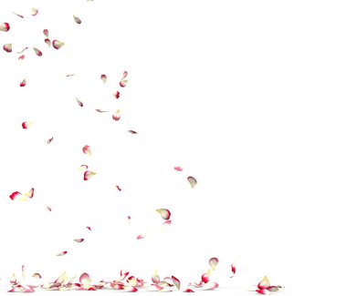 Birçok gül yaprağı yere düşer. Beyaz arka planda yalıtılmış