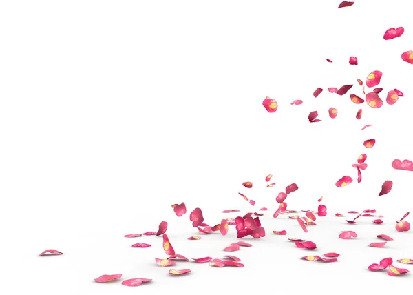 Many Rose Petals Fall Floor Isolated White Background — Stock Photo, Image