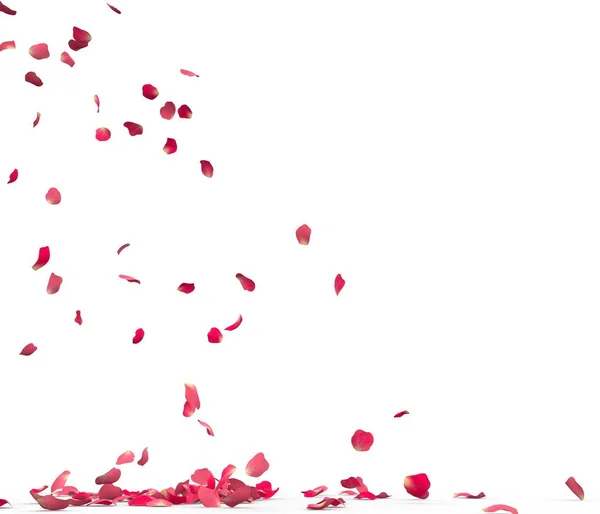 许多玫瑰花瓣落在地板上 隔离在白色背景上 — 图库照片