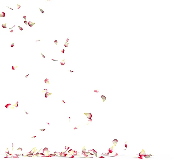 Muitas Pétalas Rosa Caem Chão Isolado Sobre Fundo Branco — Fotografia de Stock