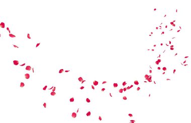 Kırmızı gül yaprakları mesafe içine sinek. İzole beyaz arka plan