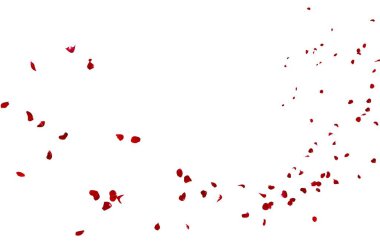 Kırmızı gül yaprakları mesafe içine sinek. İzole beyaz arka plan