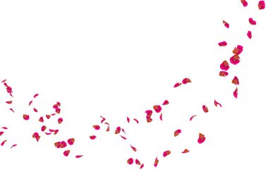 Kırmızı gül yaprakları mesafe içine sinek. İzole beyaz arka plan