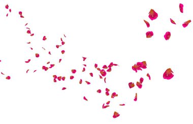 Kırmızı gül yaprakları mesafe içine sinek. İzole beyaz arka plan