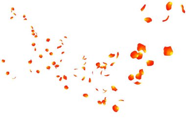 Turuncu gül yaprakları mesafe içine sinek. İzole beyaz arka plan