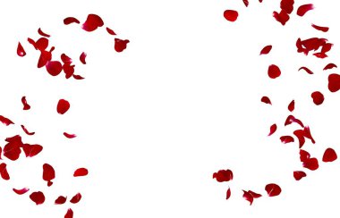Kırmızı gül yaprakları bir daire içinde sinek. Merkezi boş alan fotoğraf ve metin için. İzole beyaz arka plan