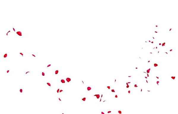 Petali Rosa Rossa Volano Lontananza Isolato Sfondo Bianco — Foto Stock