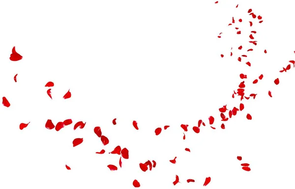 Petali Rosa Rossa Volano Lontananza Isolato Sfondo Bianco — Foto Stock