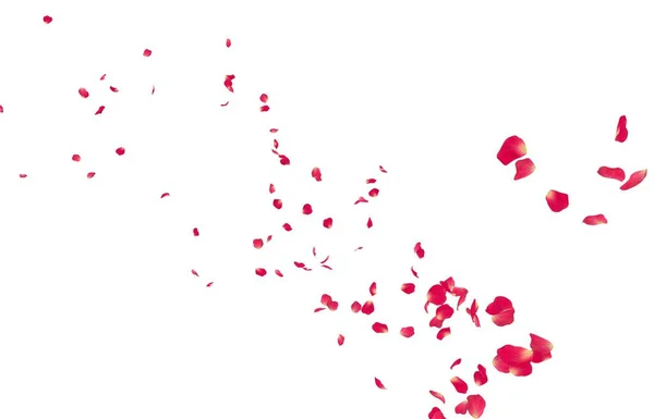 Les Pétales Rose Rouge Volent Loin Fond Blanc Isolé — Photo