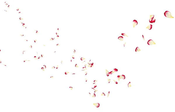 红玫瑰花瓣飞向远处 独立的白色背景 — 图库照片