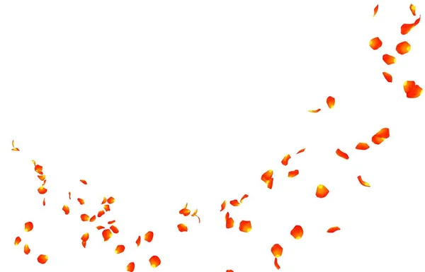 Oranje Roze Bloemblaadjes Vliegen Verte Geïsoleerde Witte Achtergrond — Stockfoto