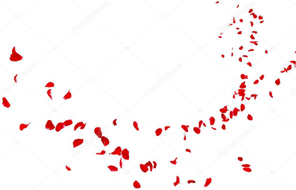 Red rose petals fly into the distance. Isolated white background