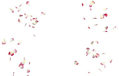 Kırmızı gül yaprakları bir daire içinde sinek. Merkezi boş alan fotoğraf ve metin için. İzole beyaz arka plan