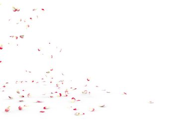 Küçük gül yaprakları sinek ve yere düşer. İzole beyaz arka plan