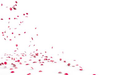 Küçük gül yaprakları sinek ve yere düşer. İzole beyaz arka plan