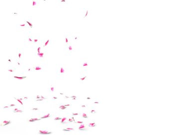 Lale yaprakları güzel yere düşer. İzole beyaz arka plan